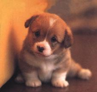 cute puppy