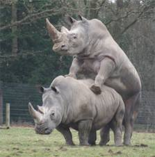 Quel " Animal " Êtes-Vous ?