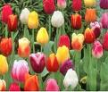 Send A Perennial From My Gardener