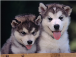 Pet Stuff