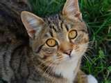 bengal cat