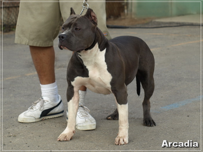 Pit bull