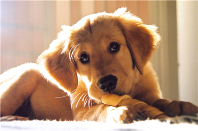 Golden Retriver
