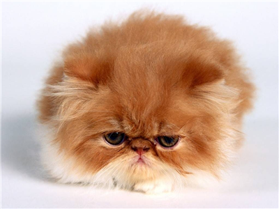 persian