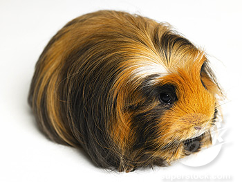 long haired guinea pig