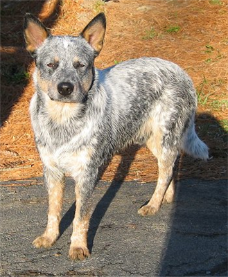 Austailian Cattle Dog