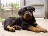 Rottweiler