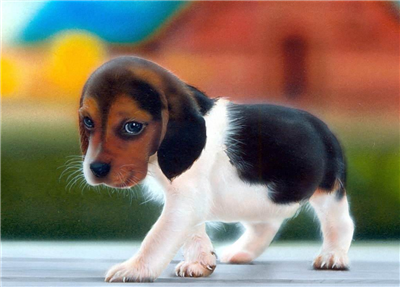 beagle