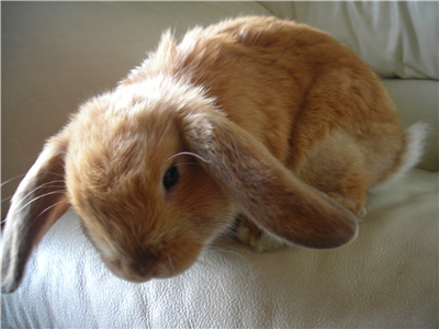 bunny