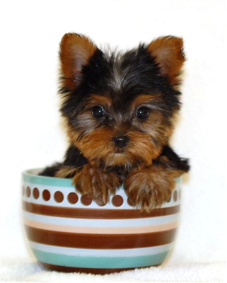 YORKIE