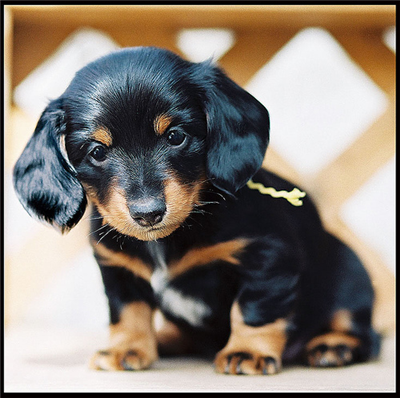 Weiner Dog