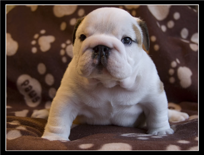Bulldog