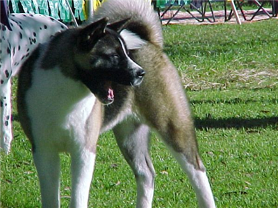 Akita