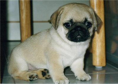 Pug