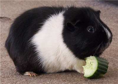 guinea pig