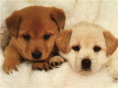 two puppys
