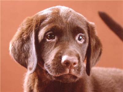 Lab