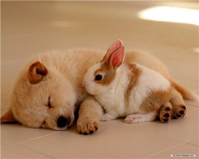 a bunny and puppy