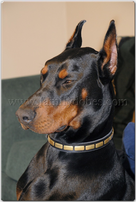 Doberman