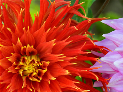 Flowers