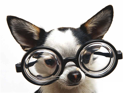 Four Eyes