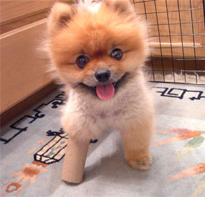 Boo Boo Leg