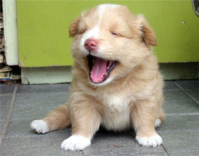 Yawn