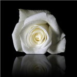 Fleur D'amour