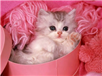 Chats Mignons