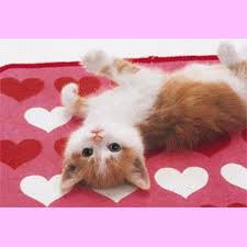chats mignons
