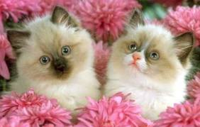 chats mignons