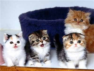 chats mignons