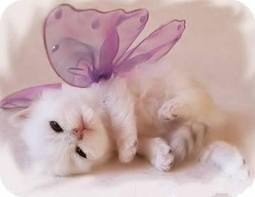 chats mignons