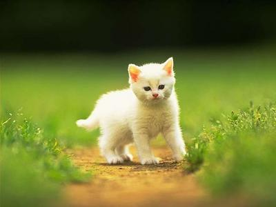 chats mignons