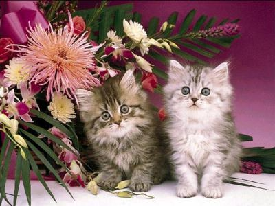 chats mignons