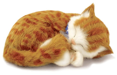 chats mignons