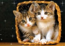 chats mignons