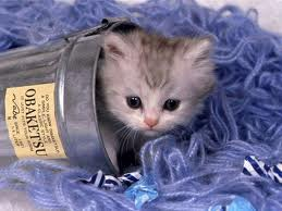 chats mignons