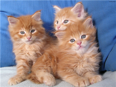 chats mignons