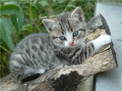chats mignons
