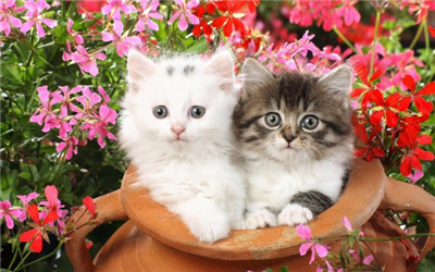chats mignons
