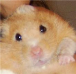 Hamtaro