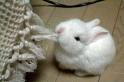 What Adorable Animal Are You?