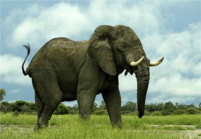 Elephant