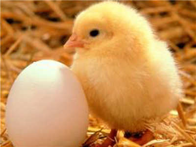 Easter Chick