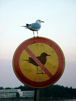 Es-Tu Mouette Aujourd'hui?