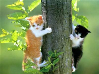 Kedi Testi İle Kendinizi Tanıyın