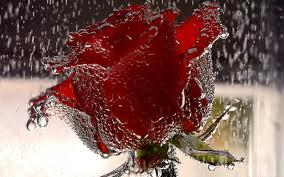 Red Rose