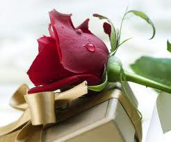 Red Rose