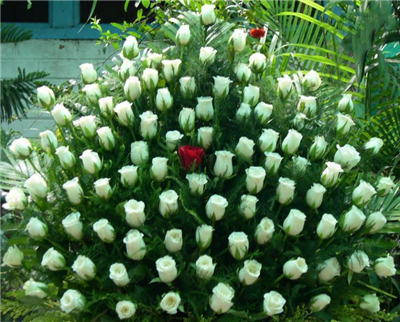 Beautiful Rose Flowers